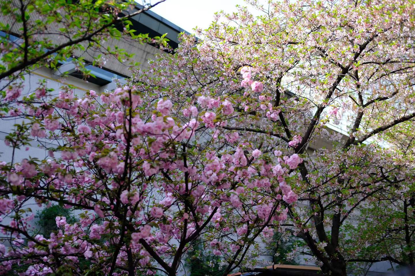 gallery-0